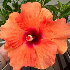 Meet your Posher, Debbie